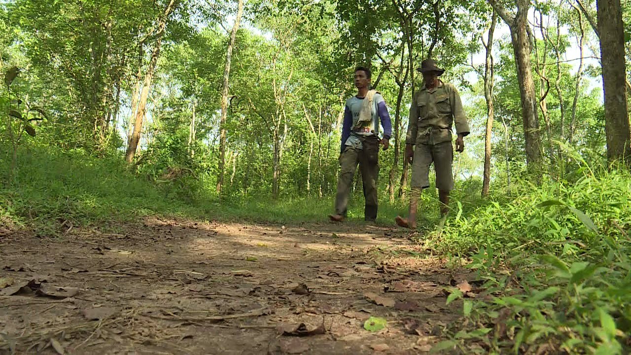 Los elefantes cautivos ayudan a salvar a los salvajes