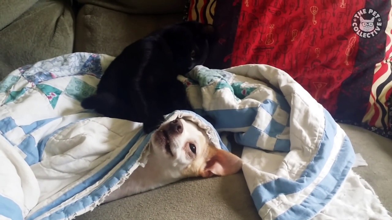 Gangsta Cats Video Compilation 2016