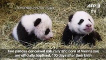 Vienna Zoo baby pandas officially named[2]