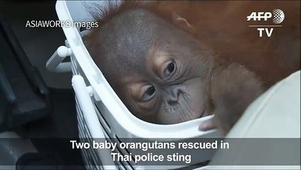 Baby orangutans rescued in Thai police sting[2]