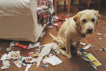 A Post Man Pranks with Dog dog food dog tricks funny dog videos dog training