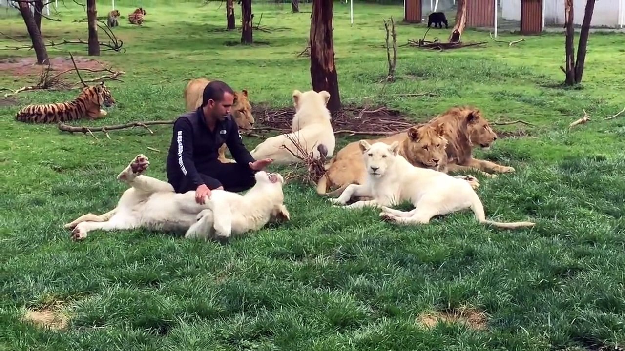 Tigre salva a un hombre