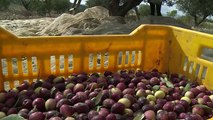 Climate change threatens Tunisia olive farming[1]