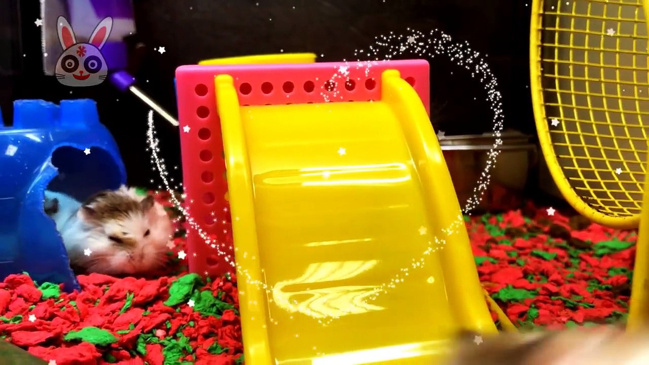 [FurryFriends]EPIC CRAZY HAMSTER RAT RACE & FIGHT!!! 疯狂仓鼠大战!!!