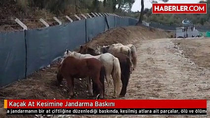 Kaçak At Kesimine Jandarma Baskını