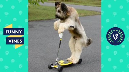 NEW -Try Not To Laugh Challenge- - Funny Animals Vines Compilation