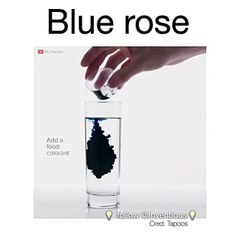 science to make an white rose into blue | science | (inventions)