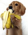Ce petit chien mange une banane comme un humain avec ses pattes