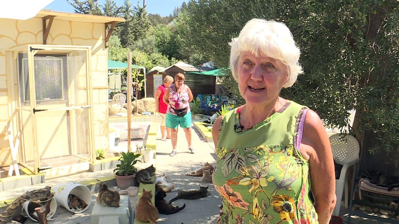 Zypern hat ein Katzenproblem