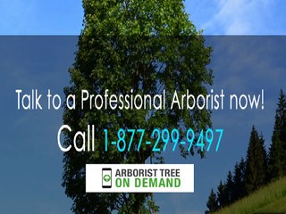 Tree disease treatment products | Arborist Tree On Demand