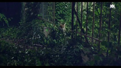 Un bébé renard perd la trace de sa famille en plein coeur de Paris - Regardez