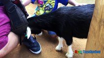 ANIMALS POOPING AT THE ZOO Kid at the ZOO Funny Family Fun Trip to