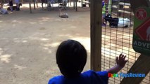 ANIMALS POOPING AT THE ZOO Kid at the ZOO Funny Family Fun Trip to Petting Farm Animal