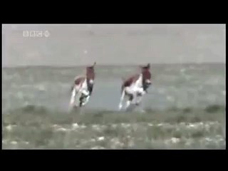 David Attenborough - 'Wild Ass'