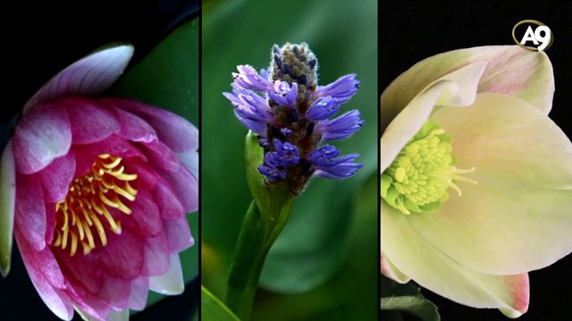 The names of Allah: Al Faliq (The Splitter of Seeds, He Who Clefts the Darkness and Produces the Morning)