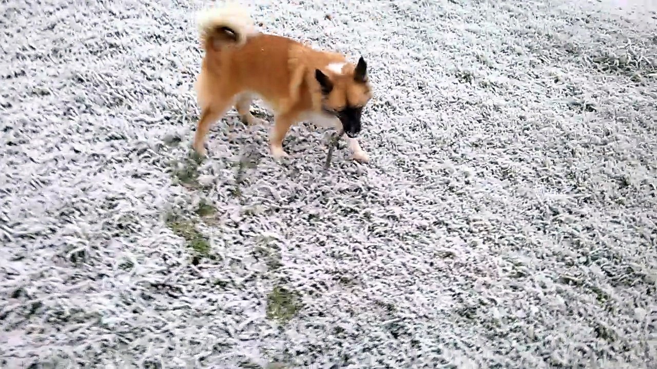 chien de berger islandais