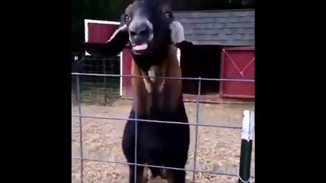 Goat making funny noise with tongue