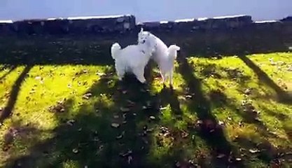 Sauvés d’une ferme à viande, ces 2 chiens se retrouvent après des mois de séparation. Absolument adorable !