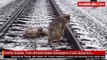 Vefalı Köpek, Tren Altında Kalan Arkadaşını 2 Gün Boyunca Korudu