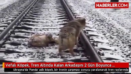 Vefalı Köpek, Tren Altında Kalan Arkadaşını 2 Gün Boyunca Korudu