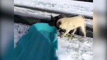 When dogs experience snow for the first time!