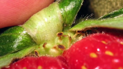 10 Foods YOU Eat WRONG