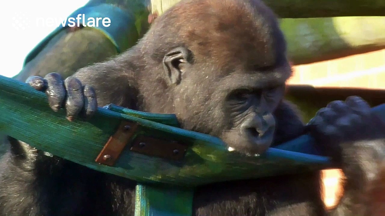 Cute Baby Gorilla Eats Ice