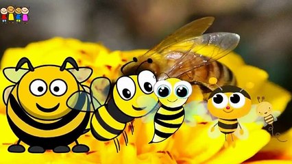 Baby Song   Mango-Tomato Finger Family Song for Toddlers   Songs for Children