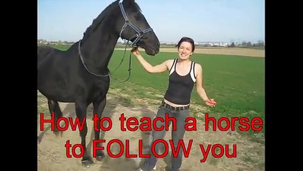 How to teach a horse to FOLLOW you