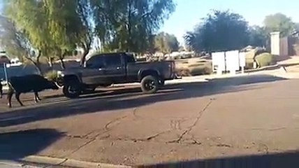 Poursuivit par des taureaux dans la rue... Gros flip