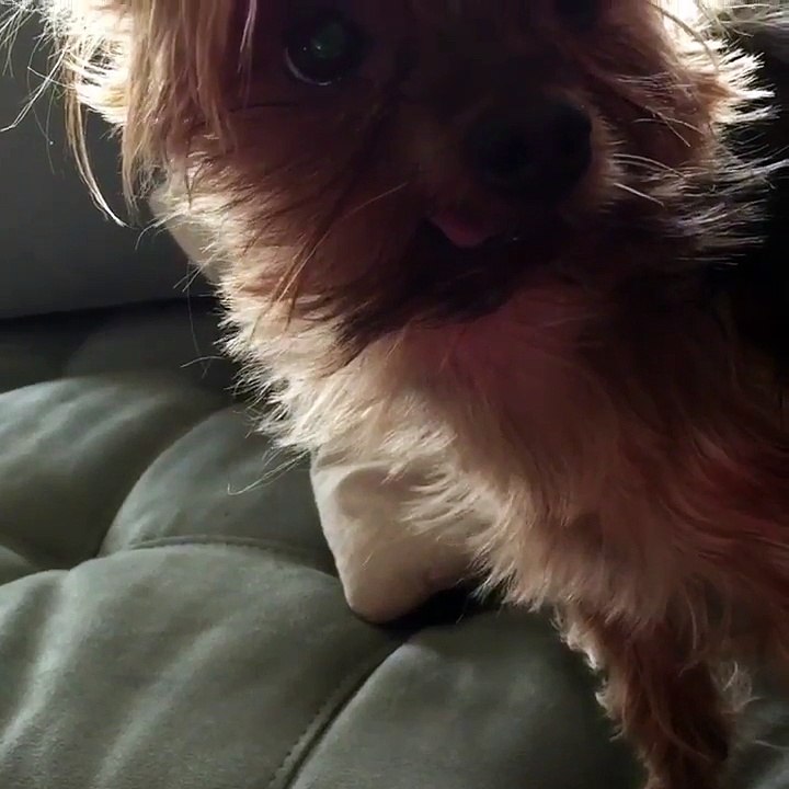 Ce chien est synchro avec son jouet qui couine