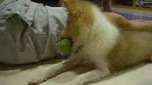 My squeakie...