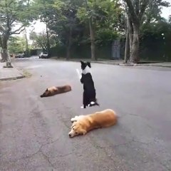 köpeklerin oyunu süper