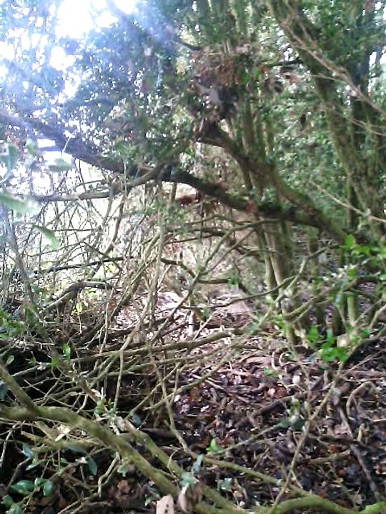 griffons fauves et sanglier (miss, maniac, milord, miko et maya)