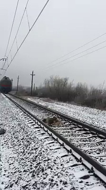 Deux chiens passent sous un train
