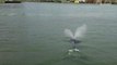 Whale Spotted in New York City's East River
