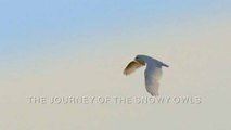 Зимняя сказка. Путешествие полярных сов / A winter's Tale: The Journey of the Snowy Owls (2015)