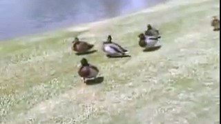 Cosby Ducks