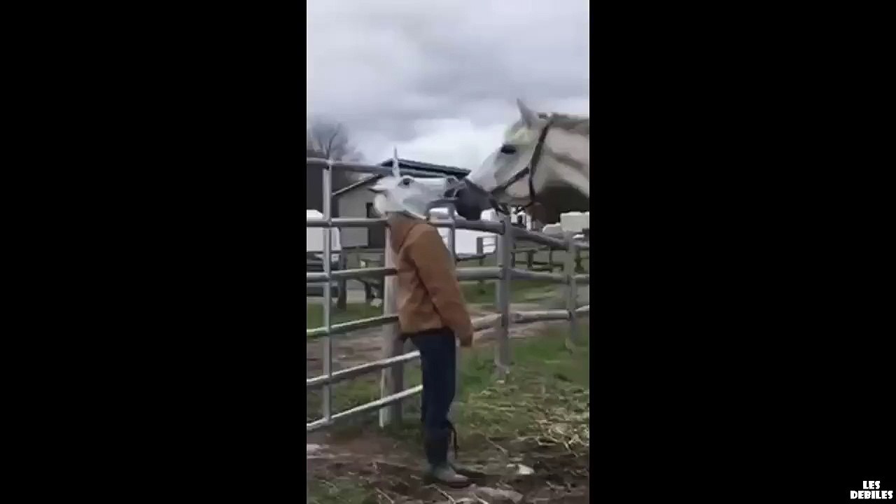 Un cheval fait la connaissance d'une tête de licorne