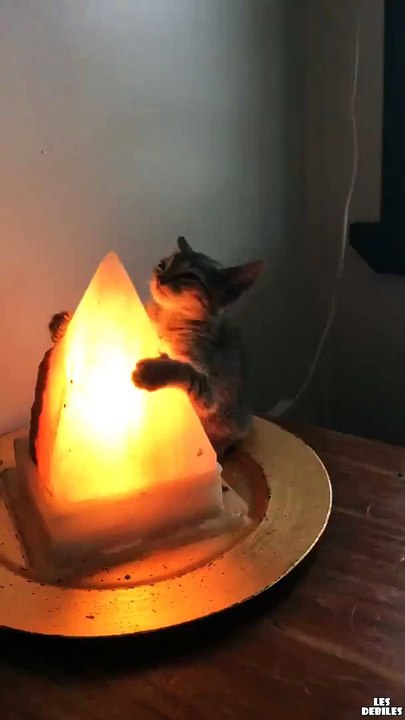 Un chat s'endort sur une lampe