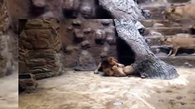 León mata a leona y horroriza a visitantes de zoológico en Polonia