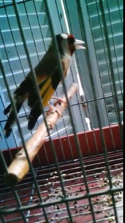 Trop fort une parade nuptiale (y) magnifique chant  de : Zo Hir merci frère