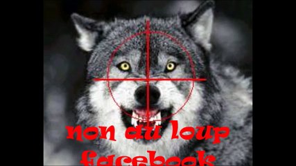 Savoie un loup aperçu le long des pistes