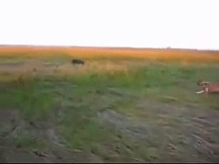 HE WANTED TO BE THE MAN Then he met a wild boar