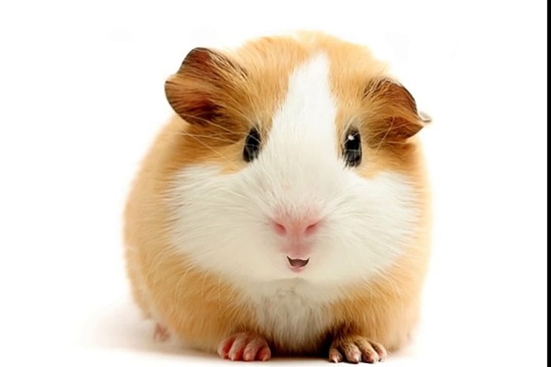 Happy Birthday! - Funny Birthday Songs (Gary the Guinea Pig)