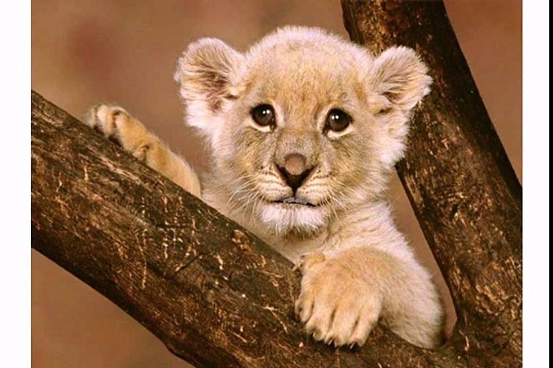 Have a ROARING good time on your Birthday[1]