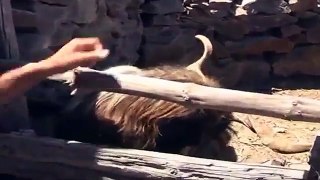 Man Talking with Spitting Goat (Best Funny Videos - Fun)