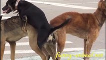 Dogs mating on sidewalk 3P 狗狗交配, 竟然是3P, 无语了!