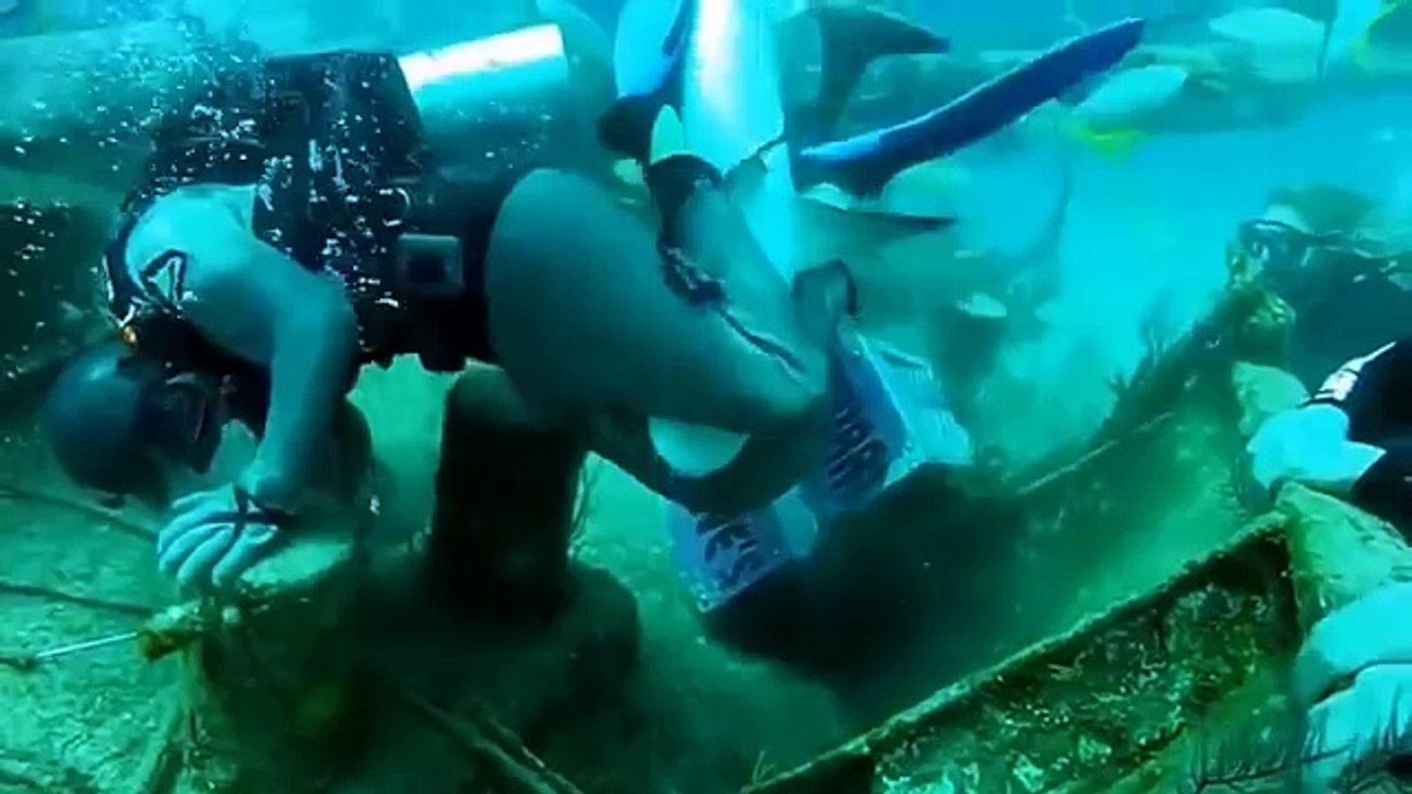 Extreme Animal Attacks on Humans in The Water