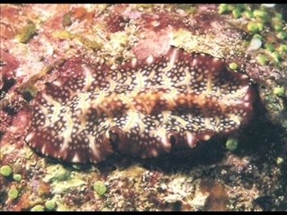 Little Jewels -Poison Worms of the Pacific Ocean